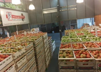 San Rafael: firmas que traigan fruta del Norte y Este de Mendoza deben inscribirse para prevenir la Mosca del Mediterráneo