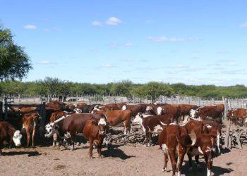 Potenciar la ganadería: buscan avanzar en la sinergia “público-privada” para mejorar caminos y llegar con redes eléctricas