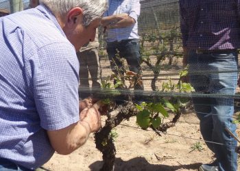 Polilla de la Vid: En 23 mil hectáreas del Oasis Sur casi no hay registro de la plaga