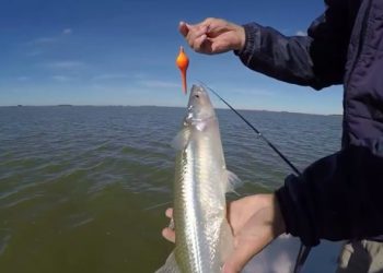 Últimos días para la temporada de pesca en los embalses sanrafaelinos