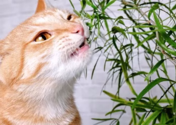 Por qué los gatos comen algunas plantas, según un estudio