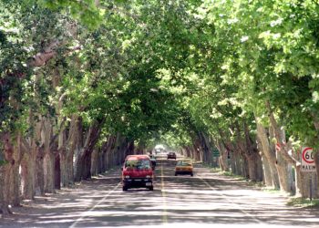 Organiza Chadep: se llevará a cabo un “té-cultural” en defensa del arbolado público