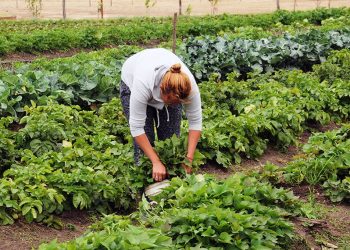 Desde el INTA llevarán adelante una capacitación vinculada la huerta primavera-verano