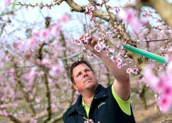 El campo en Alvear: entre la incertidumbre climática y los desafíos económicos
