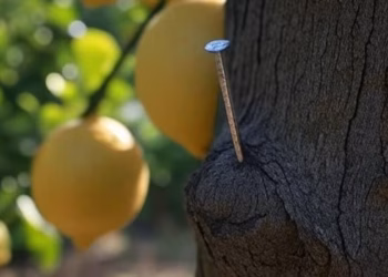 Un clavo en un limonero: para qué sirve y cuál es el efecto que produce en el árbol