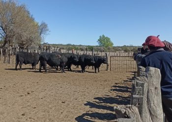 El gobierno de Mendoza otorgó un incentivo de $28 millones a un productor ganadero