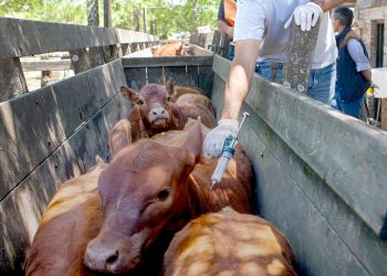 La Sociedad Rural de Valle de Uco cuestiona la propuesta de suspender la vacunación contra la fiebre aftosa