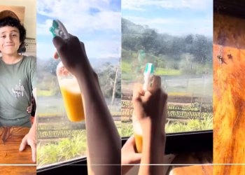Cómo hacer un fumigador natural con cáscaras de limón para eliminar con las moscas en la cocina sin usar químicos ni gastar fortunas