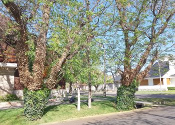 Reunión del Consejo Regional de Defensa del Arbolado Público se realizó en San Rafael