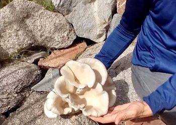 Museo de Historia Natural: desarrollarán un taller sobre cultivo de gírgolas