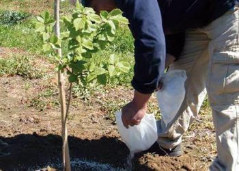 INTA San Rafael inicia la temporada con un taller sobre fertilización y bioestimulación de frutales