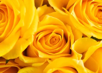 Día de la Primavera: por qué se regalan flores amarillas el 21 de septiembre