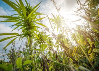 Promueven y difunden el uso del cáñamo industrial en San Rafael