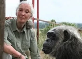 Murió Jane Goodall, experta mundial en chimpancés