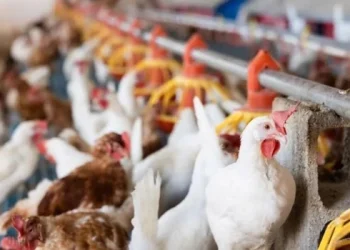 Argentina reactiva exportaciones aviares tras cerrar el brote de influenza