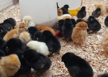 Apuestan a promover la incubación y el manejo de Pollitos Bebé