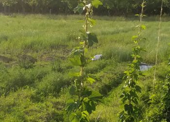 Apuestan a desarrollar el cultivo de lúpulo en San Rafael
