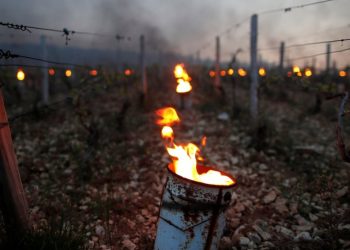 Octubre bajo cero:  los productores sanrafaelinos ya pueden denunciar los daños por heladas tardías