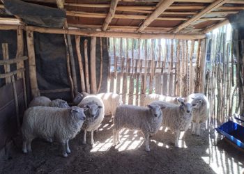 La escuela secundaria de El Sosneado participará de las “Ovinpiadas” en La Pampa