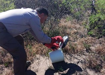 Ante la aparición de serpientes en San Rafael y Alvear, recomiendan mantener la calma y contactar a personal especializado