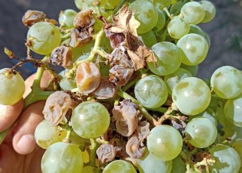 Valle de Uco y San Rafael se encuentran en vías de erradicación de la Polilla de la Vid