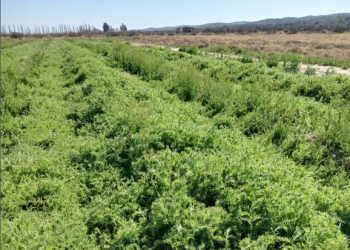 Una alfombra verde que cuida el suelo y alimenta el futuro de los cultivos en San Rafael
