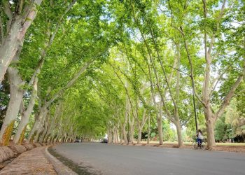 Arbolado Público: proponen en la Legislatura descentralizar la gestión de Vialidad a municipios para evitar burocracia