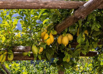 Canela en el limonero: cómo fertilizar tu árbol de manera natural y en simples pasos