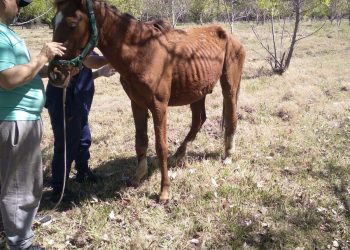 Rescataron a un potrillo atropellado y la ONG Al Recreo impulsa su recuperación