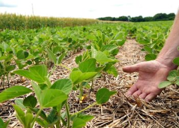 Agricultura regenerativa: una vía para sanar suelos áridos y optimizar el uso del agua