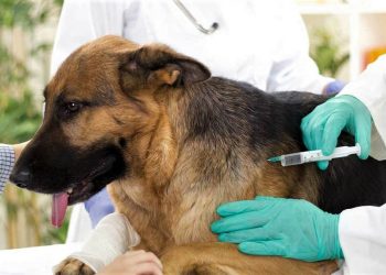 Vacuna contra la rabia: la Municipalidad inocula a mascotas de forma gratuita y también las desparasita