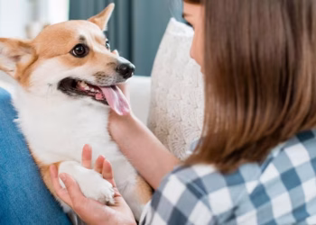 Por qué no hay que hablarle a un perro como si fuera un bebé, según la ciencia