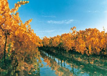 Oasis Sur: La nueva marca que quiere ser la impronta de región y emular al Valle de Uco o la Patagonia