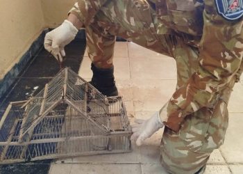 La Policía Rural rescató restos de un puma y desactivó una maniobra de caza furtiva en Monte Comán
