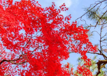 Arce japonés: cómo cultivar el árbol rojo que embellece los jardines y es símbolo de la buena suerte