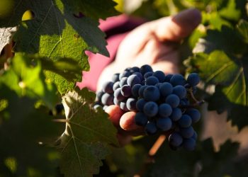 Vitivinicultura Orgánica: en San Rafael representa solo el 1,4% de la cosecha