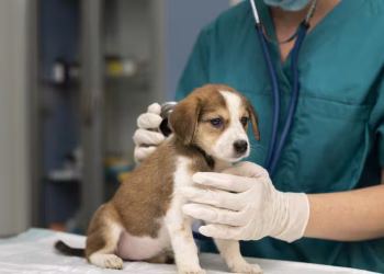 Crece la alerta en Argentina por una enfermedad silenciosa que transmiten los perros: cuáles son los riesgos y cómo combatirla
