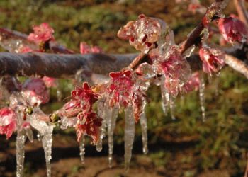 San Rafael y Alvear: Contingencias Climáticas habilitó la toma de denuncias por daños de heladas