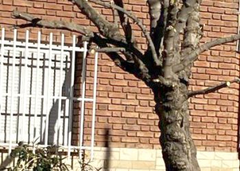 Terminemos con la poda irracional y la erradicación de árboles públicos