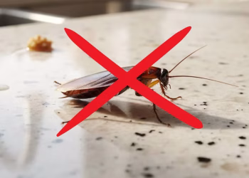 Tenés cucarachas en la cocina: Acá está la solución, simple y económica