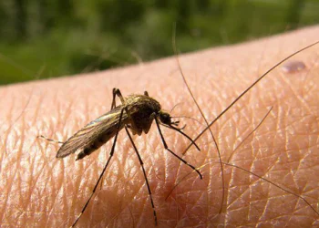Dengue y Síndrome Urémico Hemolítico: los desafíos de cara al verano en Mendoza