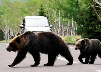 Récord en Japón: siete muertos por ataques de osos en lo que va del año
