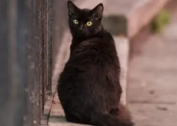 Halloween en Argentina: refugios suspenden adopciones de gatos negros