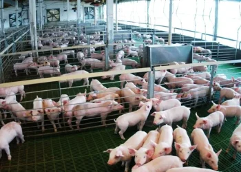 Expo Cerdo: el 48% de la producción porcina de Mendoza se concentra en el sur provincial