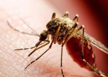 Inauguraron en Brasil una fábrica de mosquitos modificados para combatir el dengue