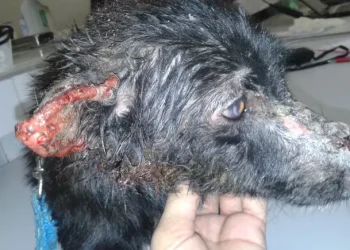 Alerta por casos de leishmaniasis: la enfermedad que puede contagiar a perros y humanos