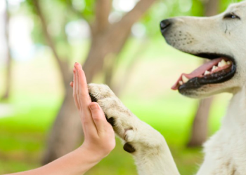 Mendoza avanza para reconocer a los animales como seres sintientes y sujetos de derecho