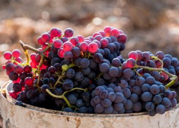 Garnacha: la uva milenaria que apenas ocupa 64 hectáreas en Argentina y está presente en San Rafael