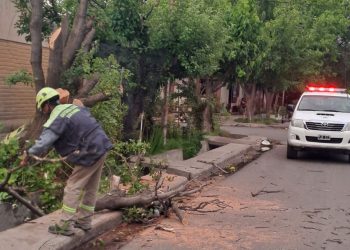 Tormenta: Fuertes vientos de hasta 80 kilómetros  generaron caídas de postes y árboles en San Rafael
