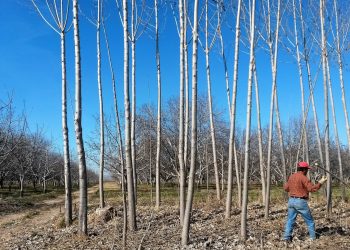 San Rafael es el segundo productor forestal de Mendoza con casi 1500 hectáreas
